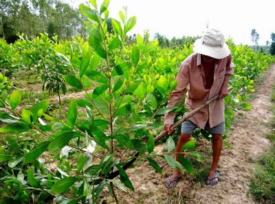 Kỹ thuật gieo trồng và chăm sóc cây tràm đúng cách