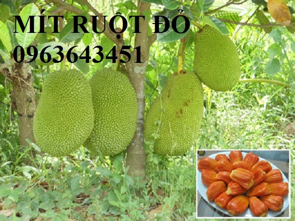 huong-dan-ky-thuat-trong-giong-mit-ruot-do-mit-changai-2.webp