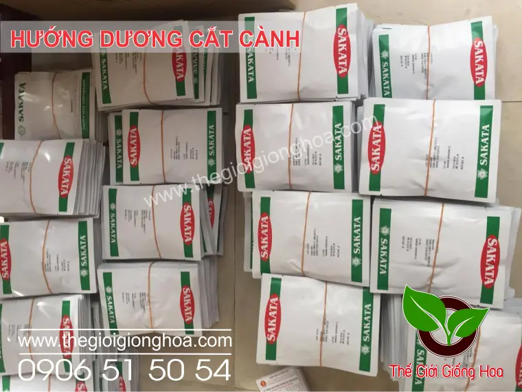 HUONG DUONG CAT CANH 1.webp