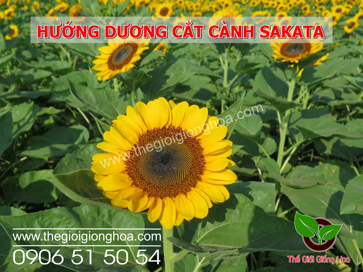 HUONG DUONG CAT CANH 14.webp