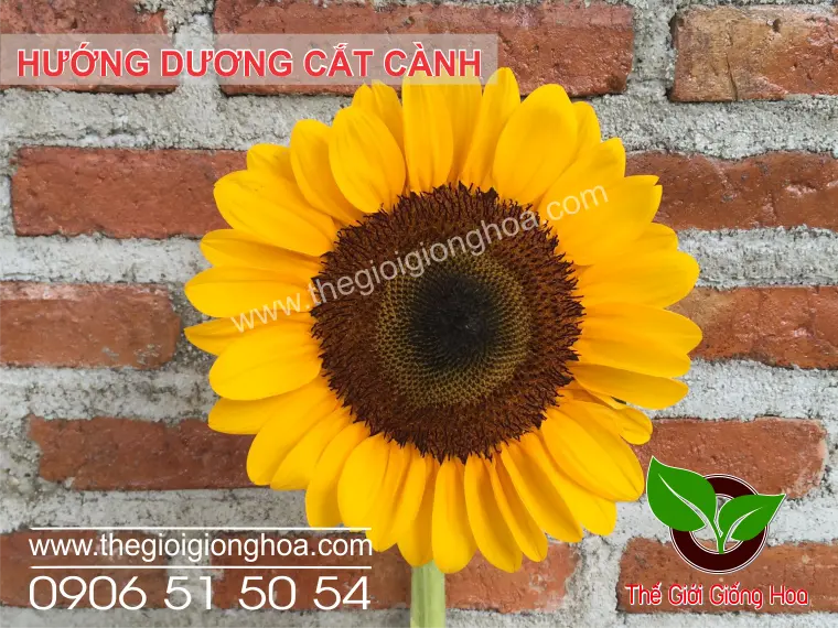HUONG DUONG CAT CANH 2.webp