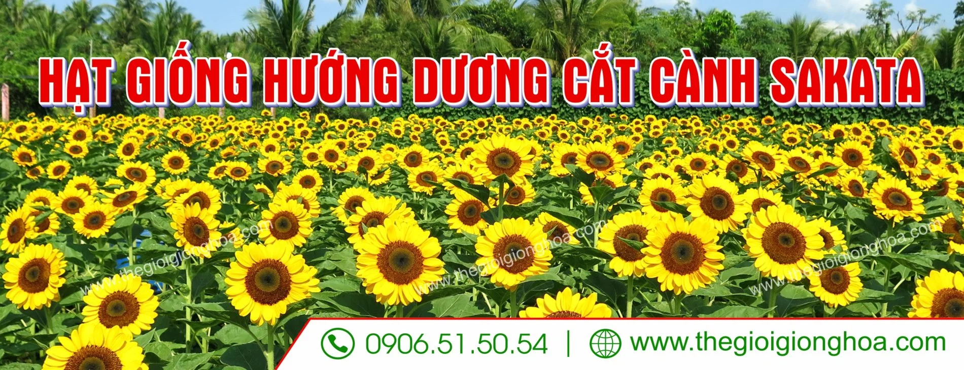 huong duong cat canh 2.webp