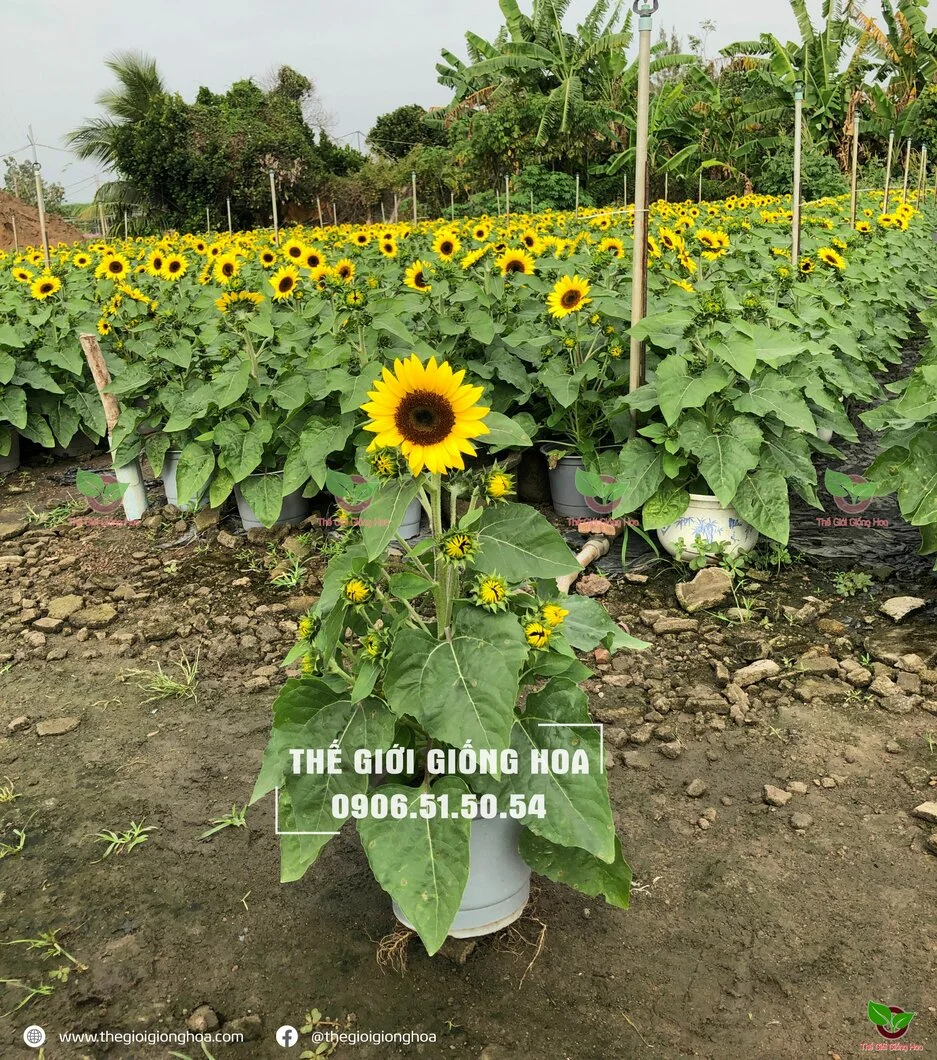 Huong Duong Lun 10.webp