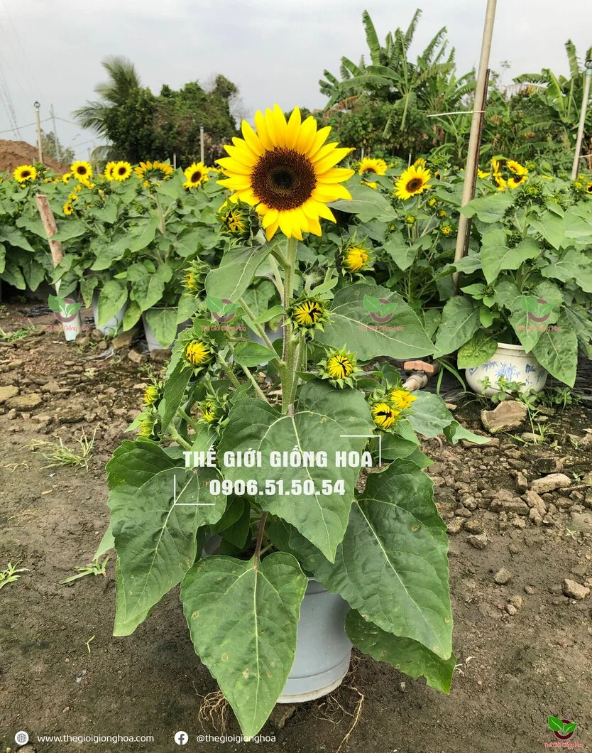 Huong Duong Lun 11.webp