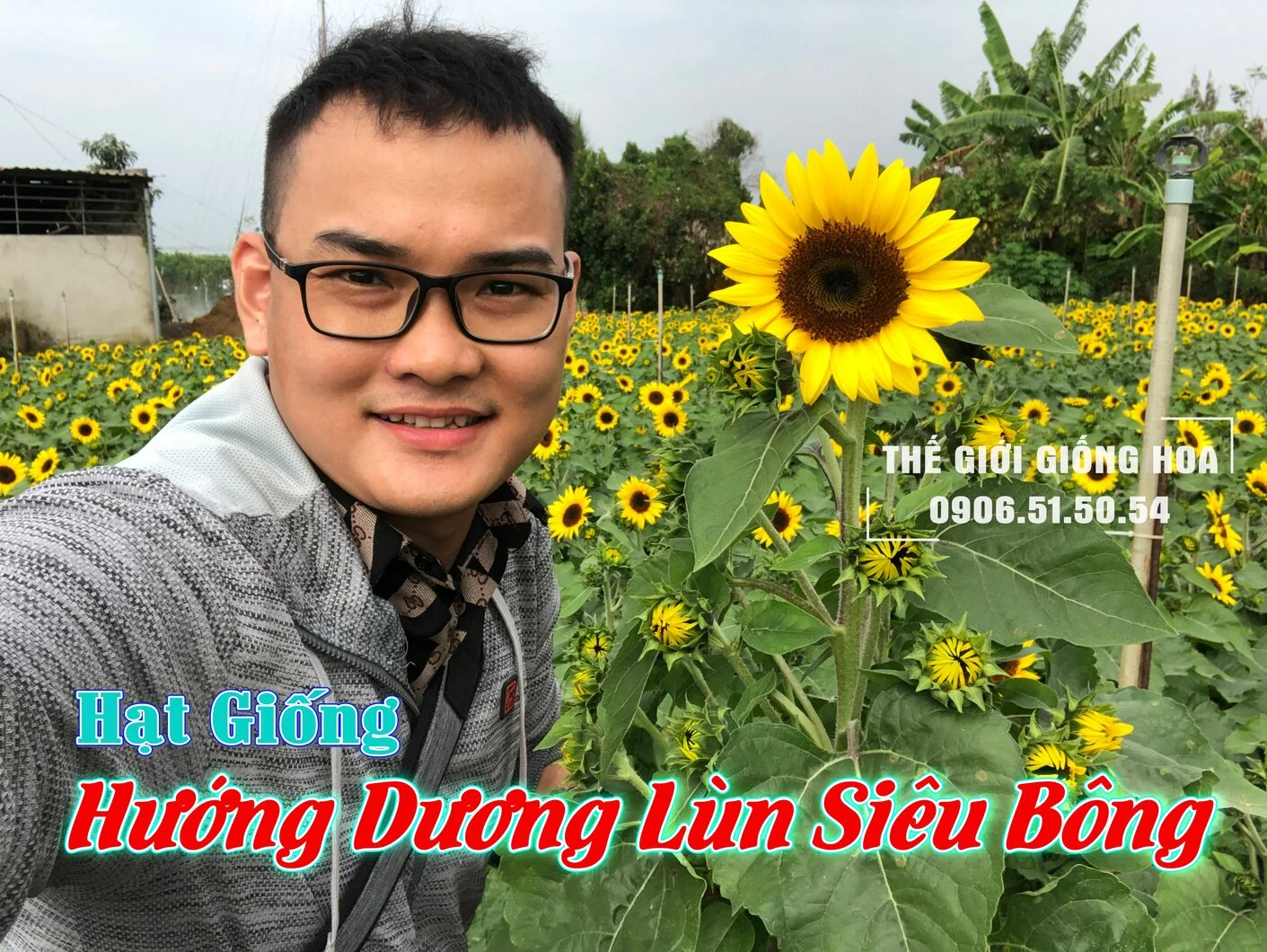 Huong Duong Lun 12.webp