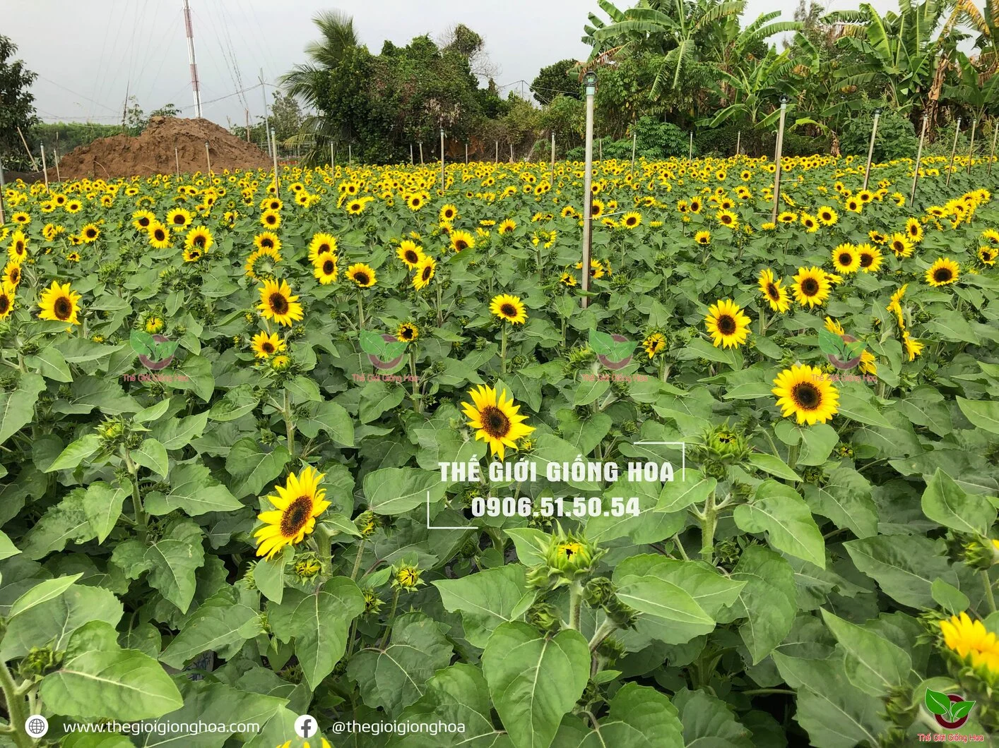 Huong Duong Lun 2.webp