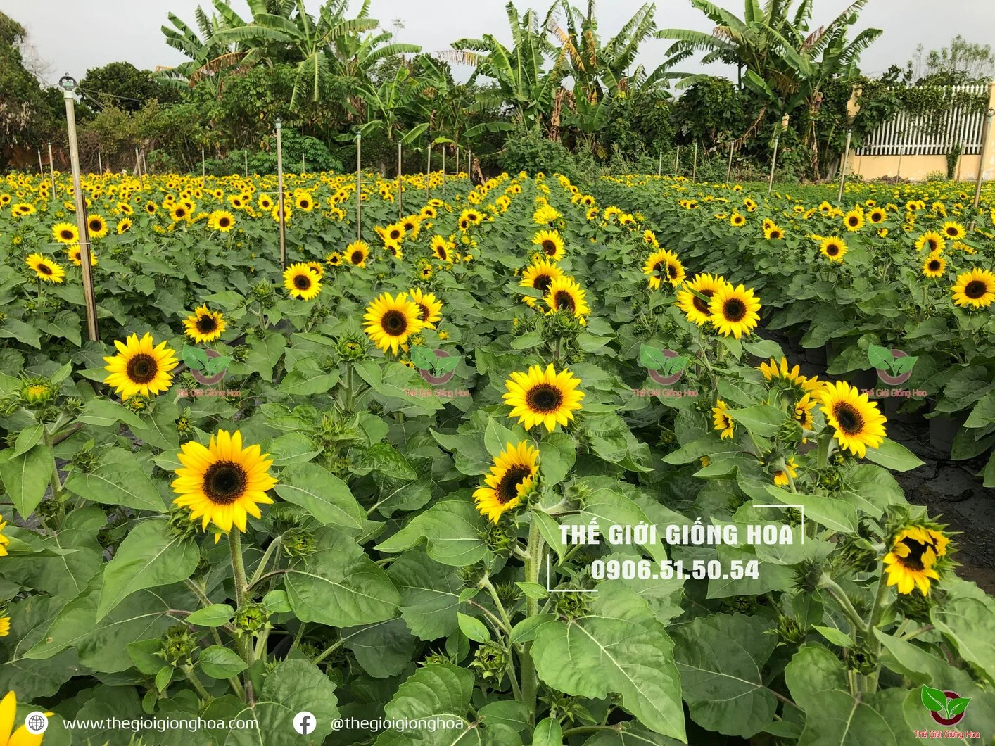 Huong Duong Lun 3.webp