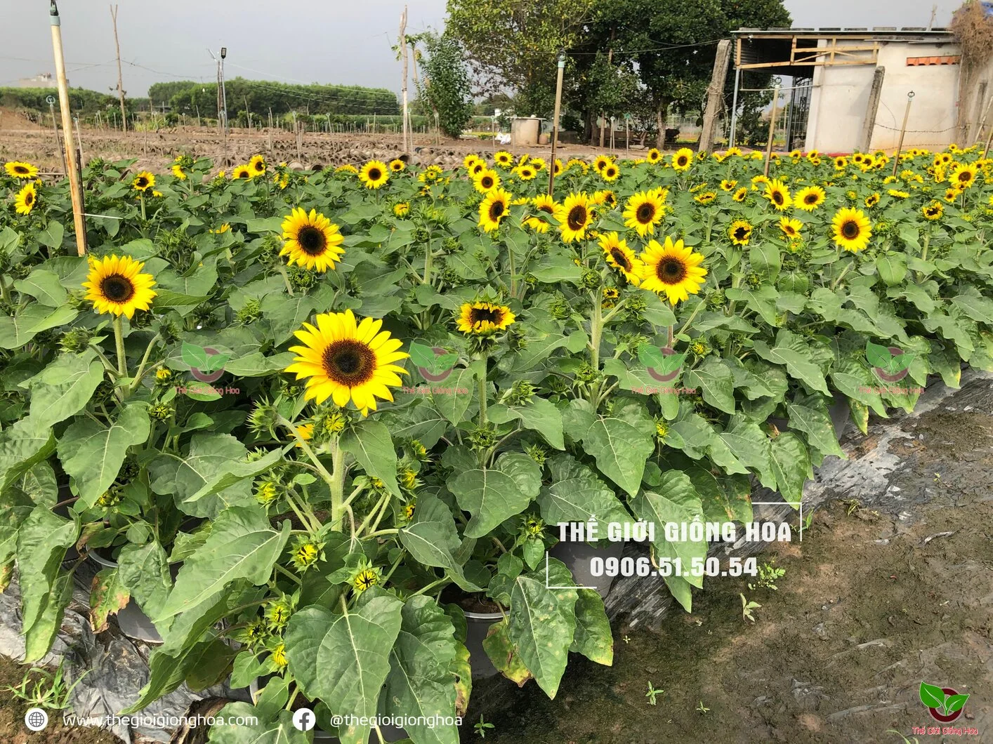 Huong Duong Lun 4.jpg