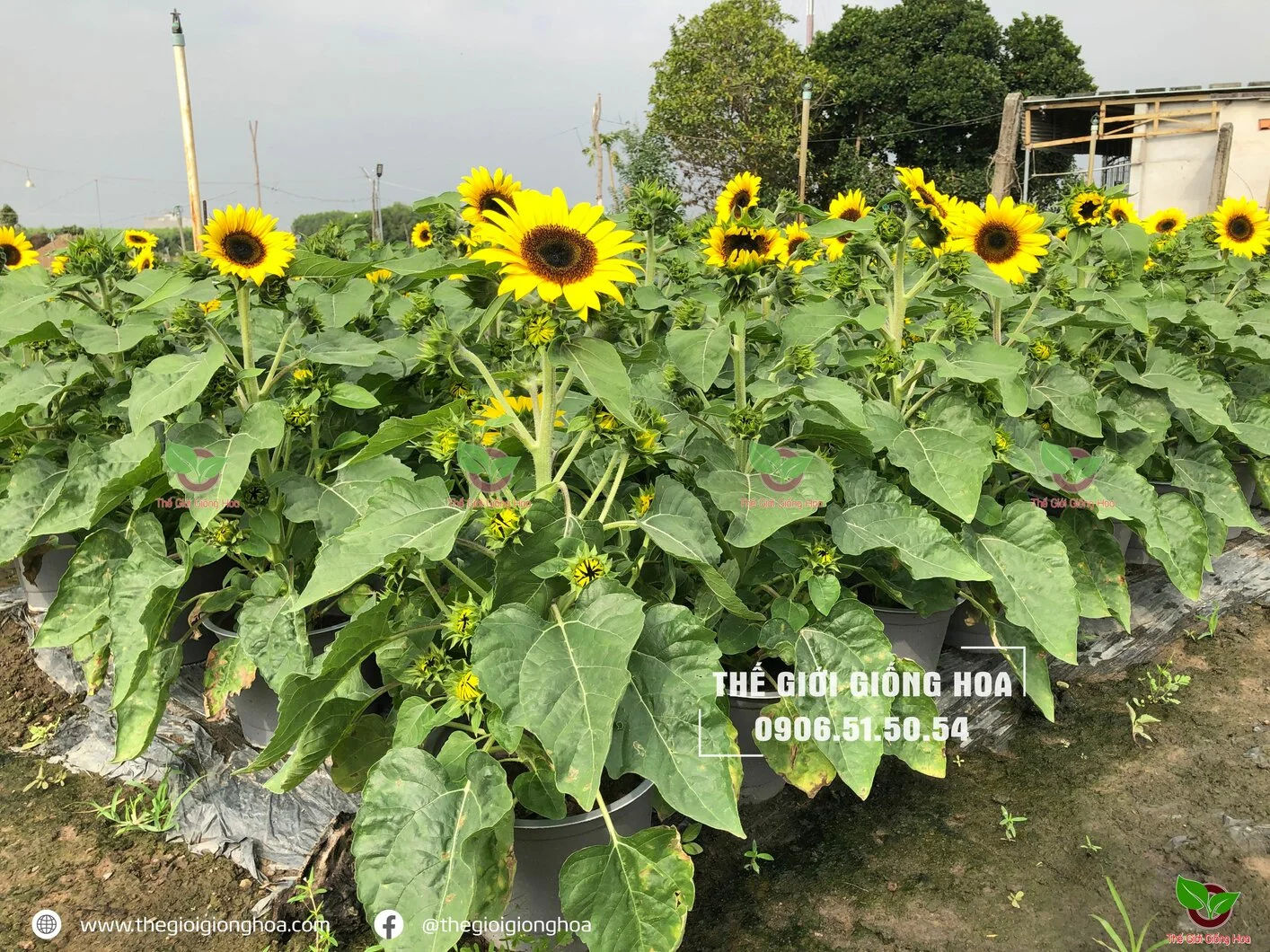 Huong Duong Lun 5.webp