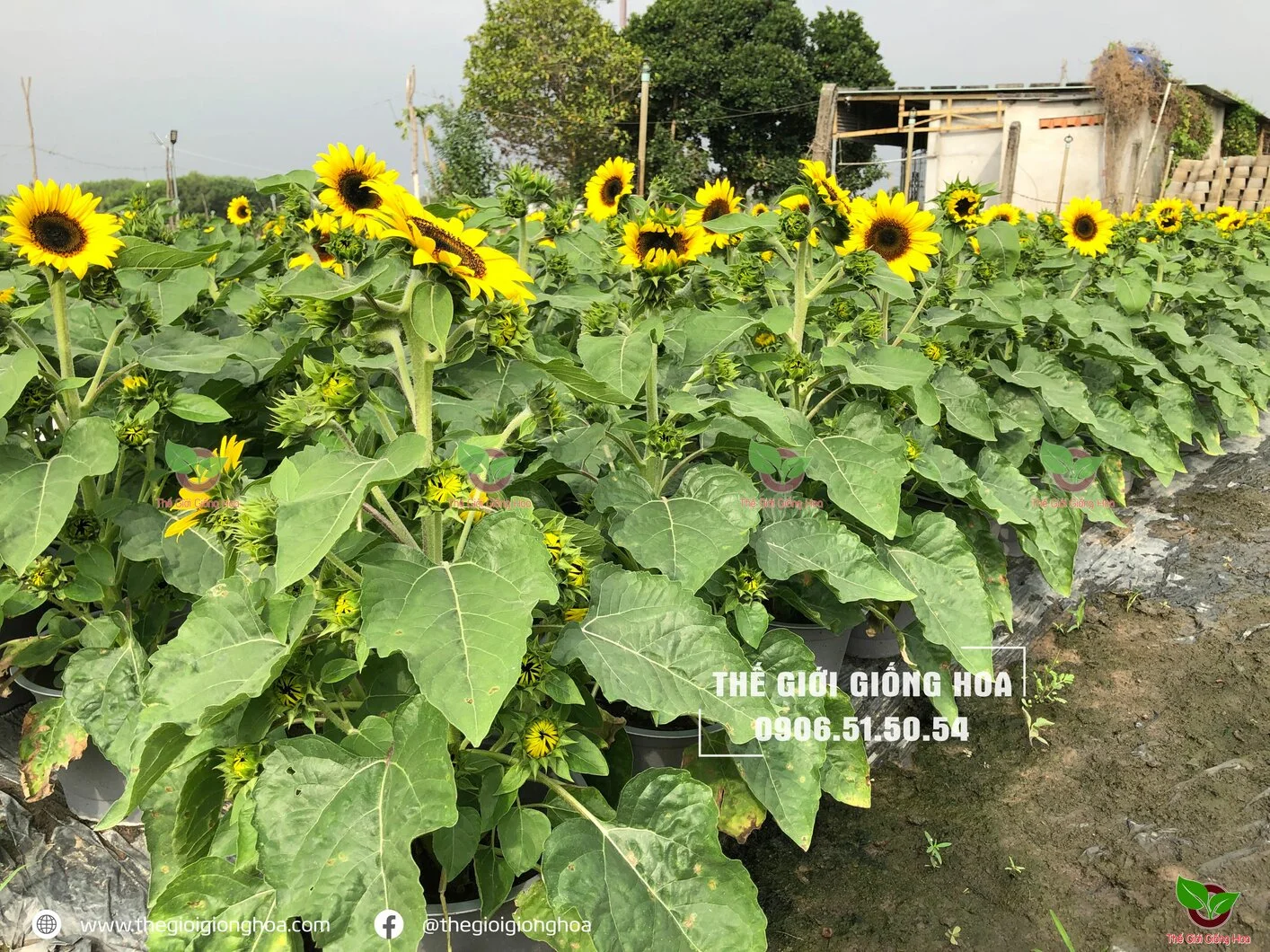 Huong Duong Lun 6.webp