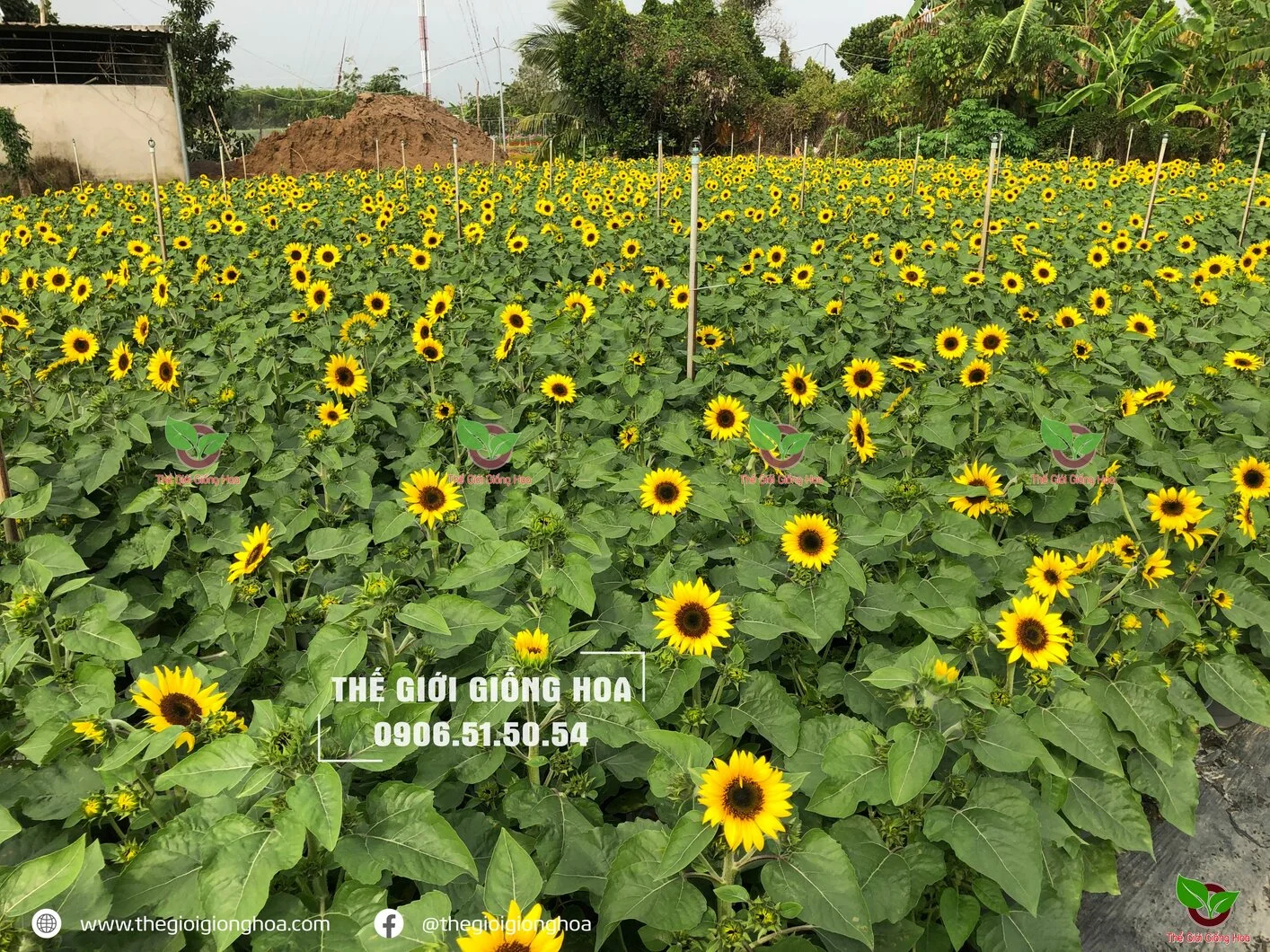 Huong Duong Lun 8.webp