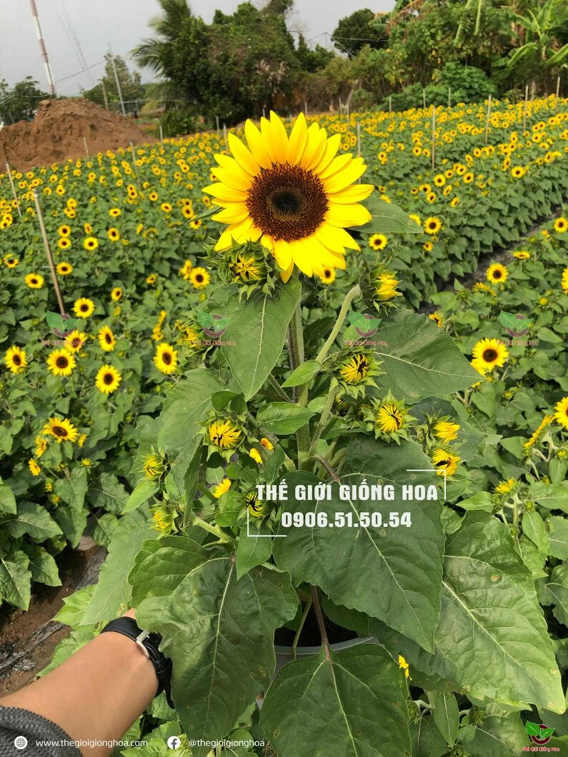 Huong Duong Lun 9.webp