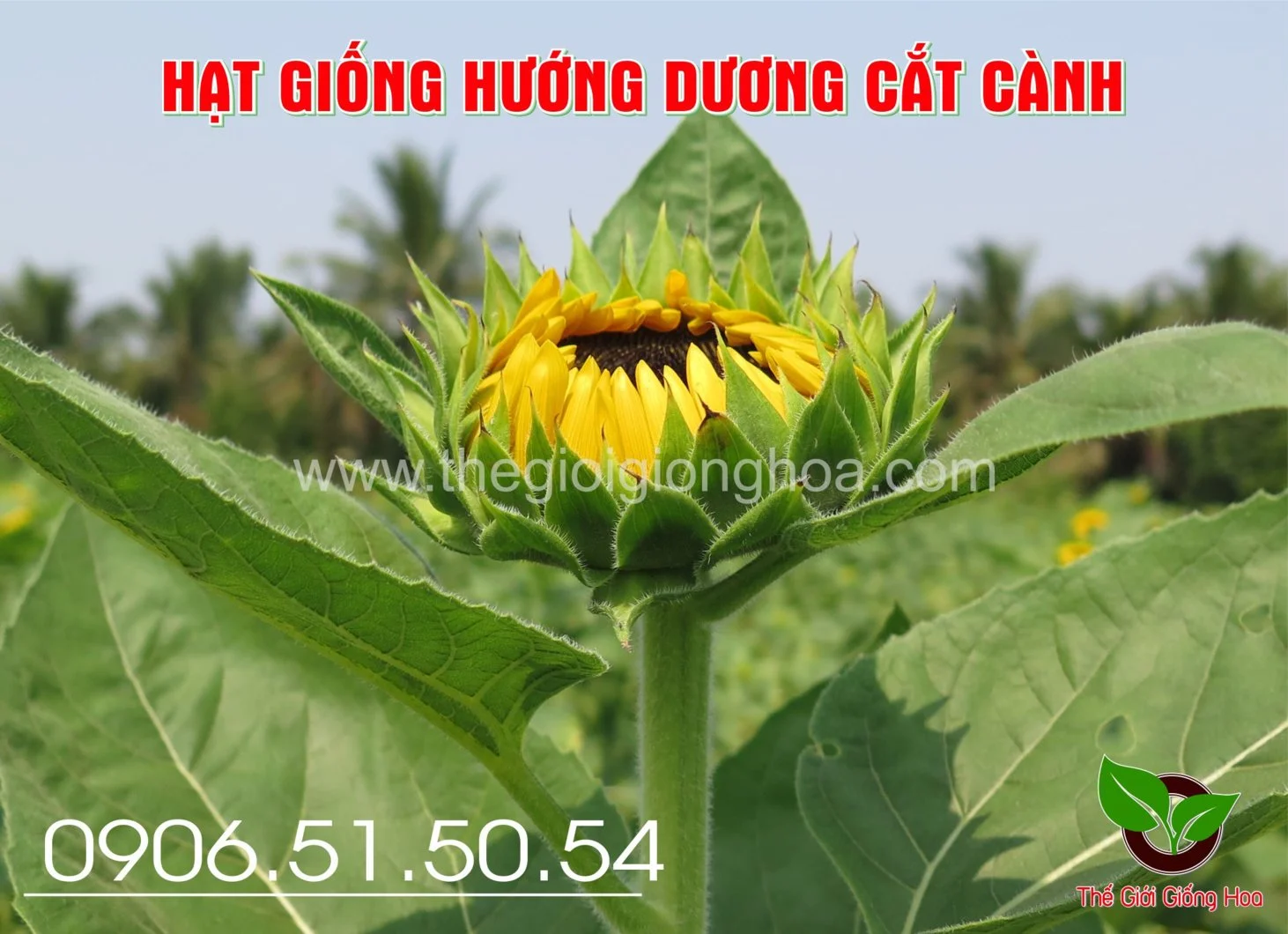 HUONG DUONG SAKATA 1.webp