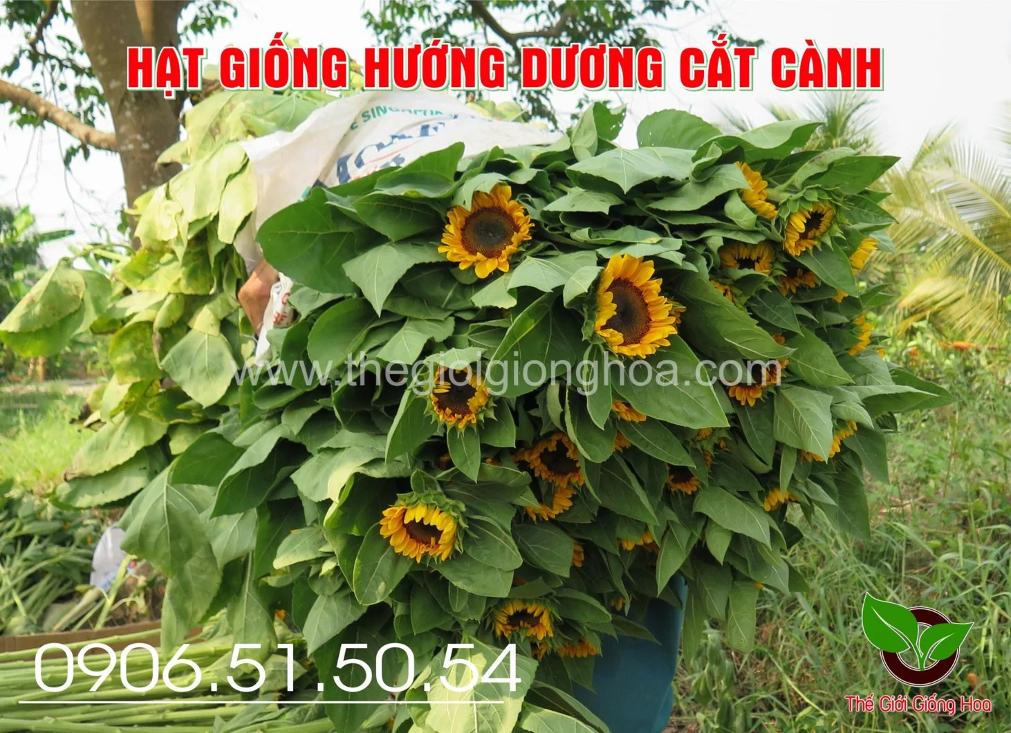 HUONG DUONG SAKATA 2.webp
