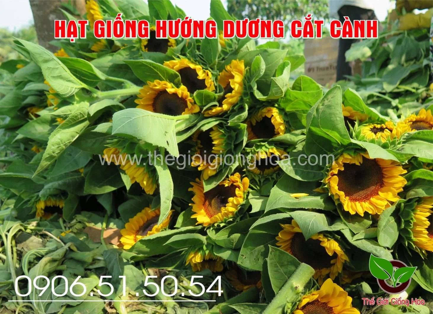 HUONG DUONG SAKATA 3.webp