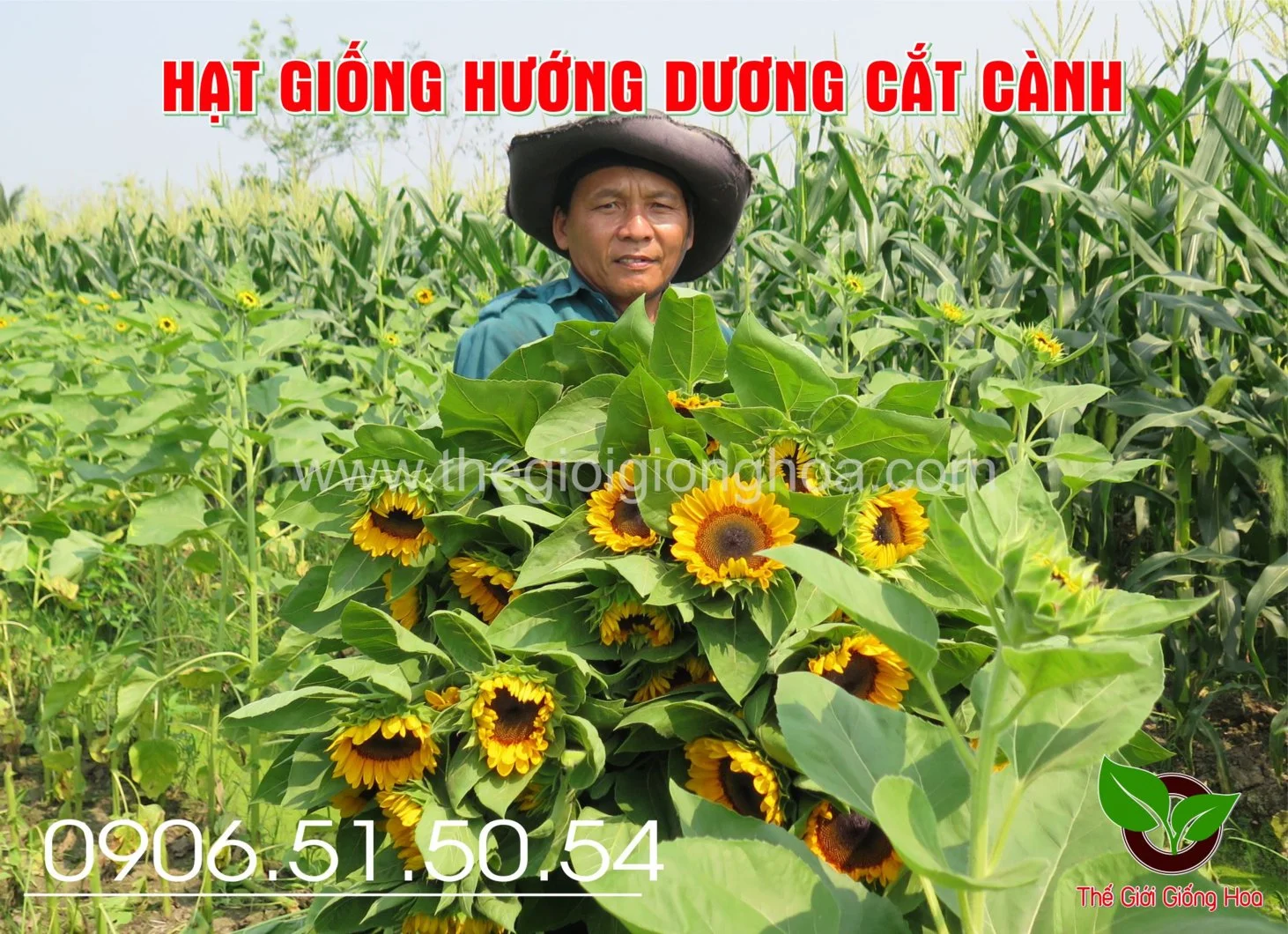 HUONG DUONG SAKATA 4.webp
