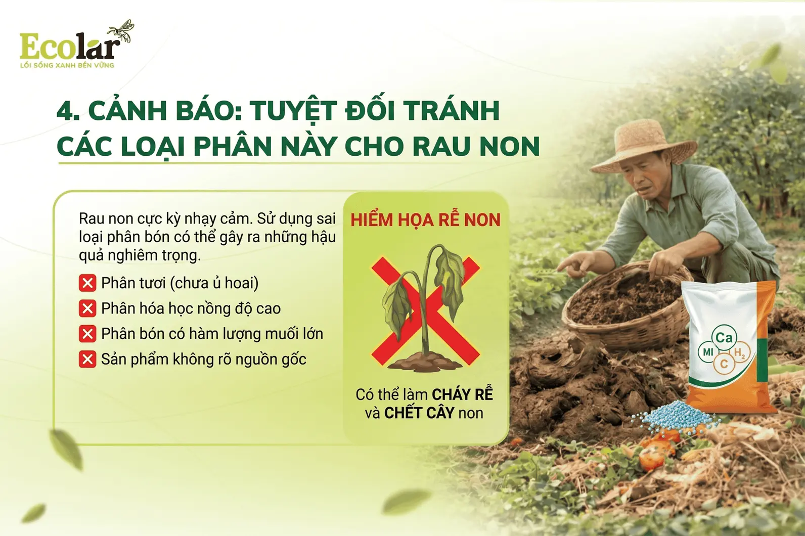i-tranh-cac-loai-phan-nay-cho-rau-non_84ff9901eb72479b9bd1a45a0d822f34.webp