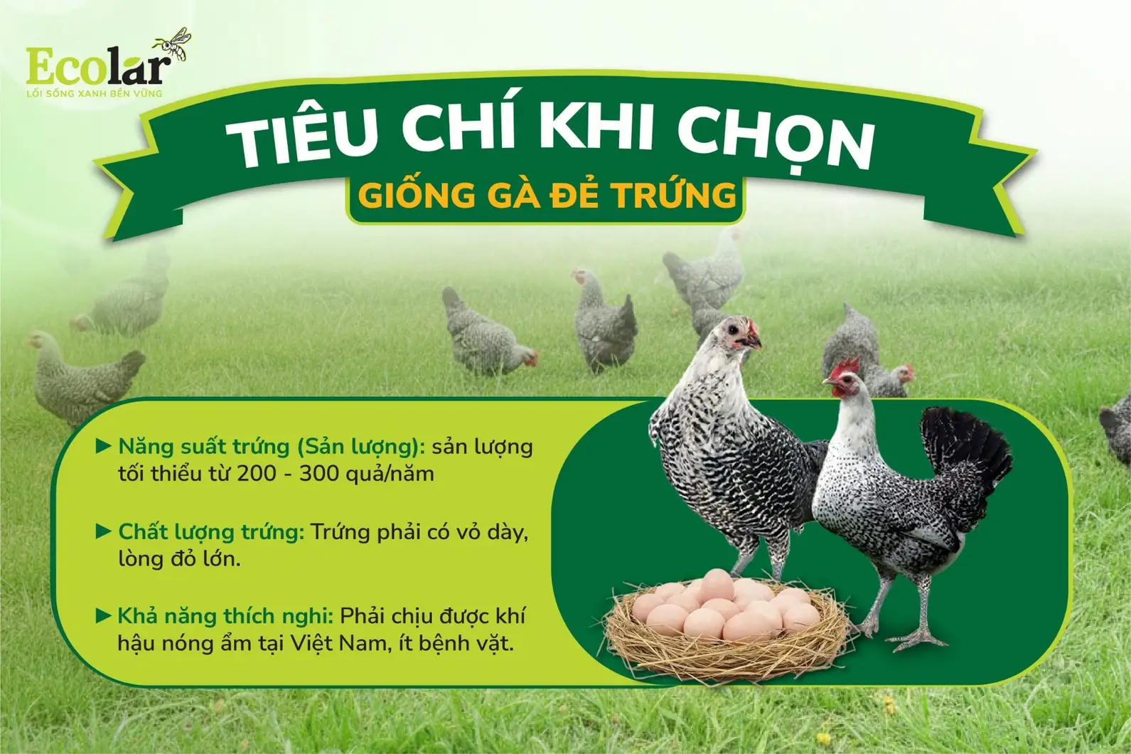 ieu-chi-khi-chon-giong-ga-de-trung-02_58ec00e2424546709f5f492436243605.webp