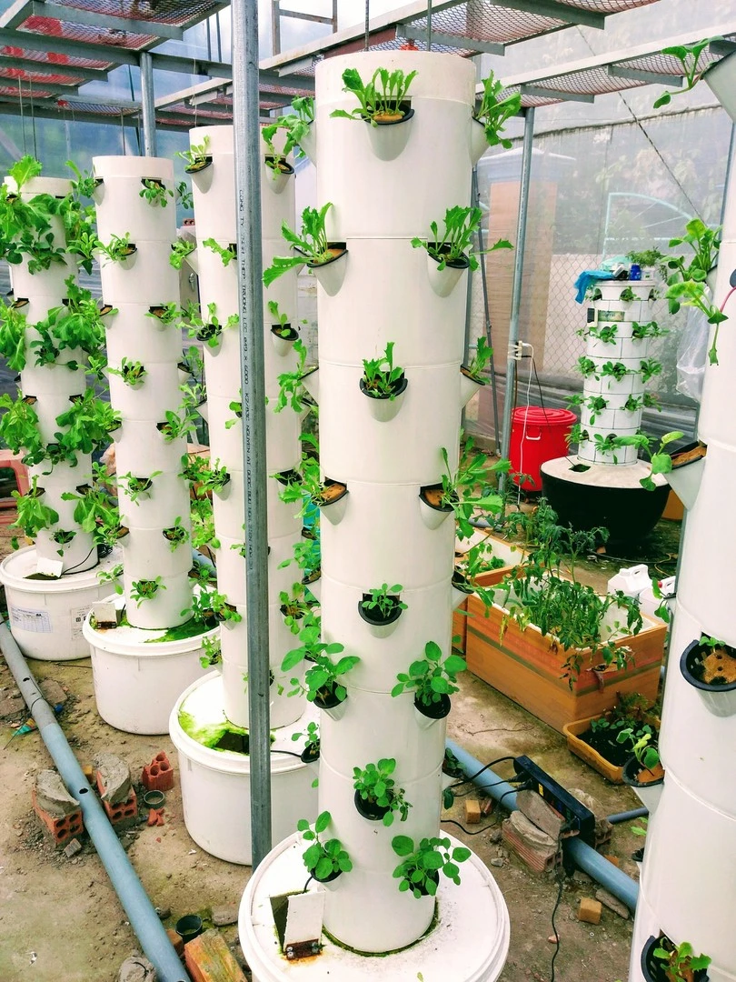 Trụ rau sạch tại nhà. Tại sao lại không?