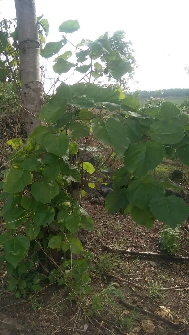 cây gáo vàng tây nguyên