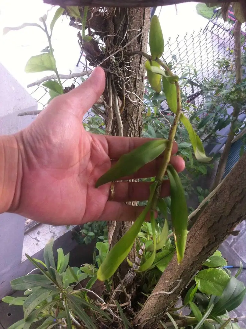 Các loại lan Giả Hạc