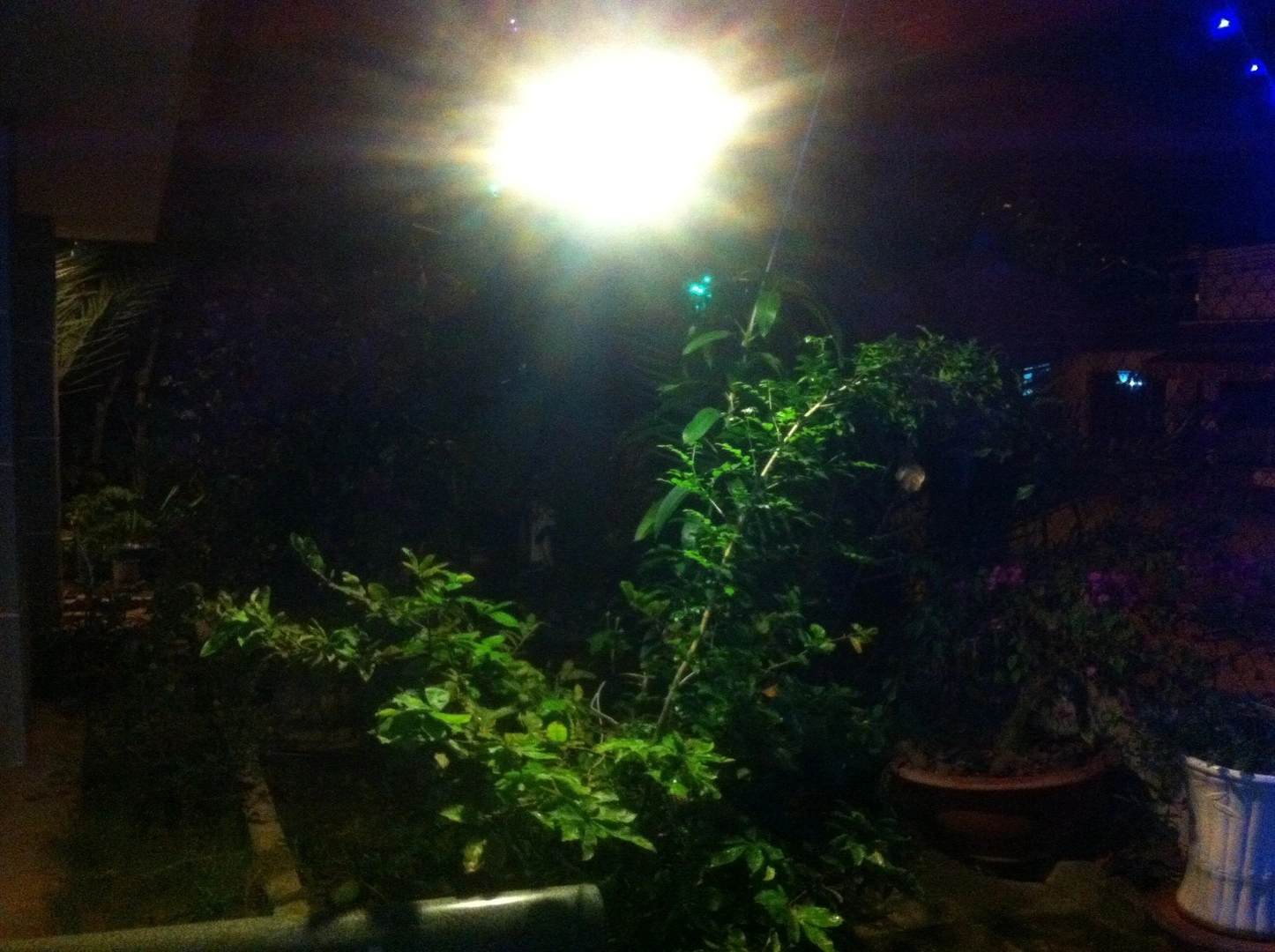 Mai Vàng nuôi dưới tán lá Ziricote ; phải nuôi bằng đèn Compact Vàng : 15W : chiếu quang suốt 24h/24h