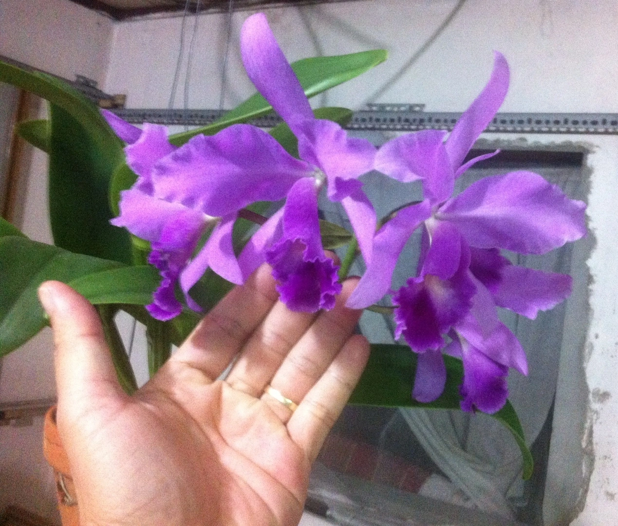 Cat Xưa màu hiếm