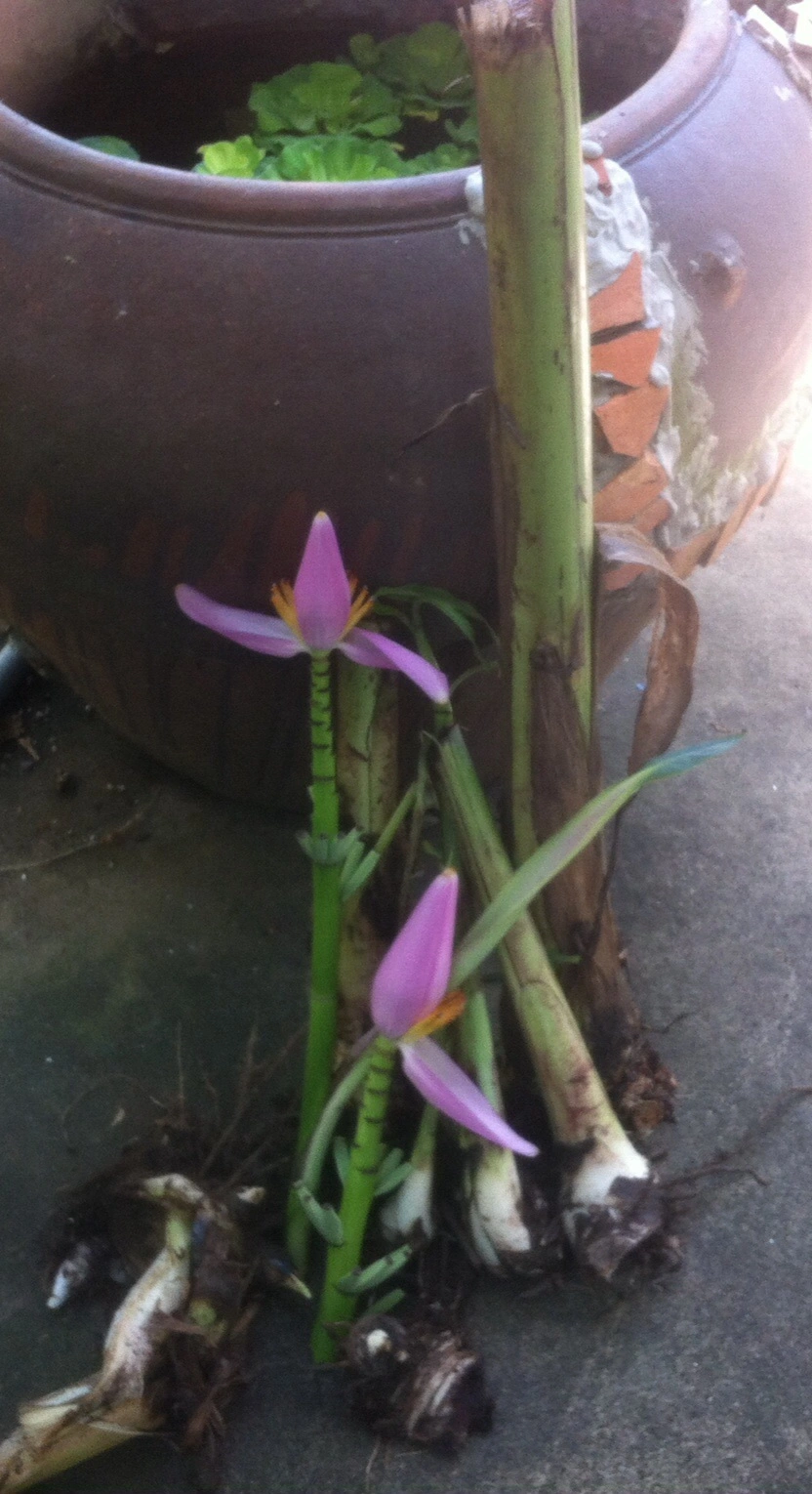 Tặng mấy thân Chuối Sen Tím ( chuối Sen Lạng Sơn )