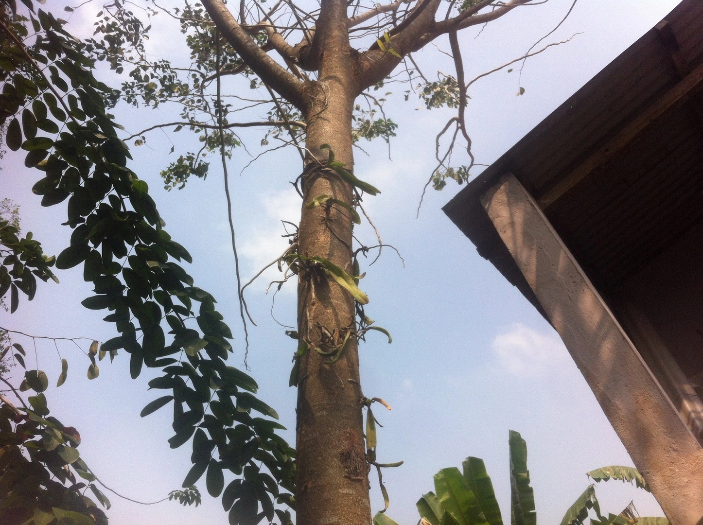 Nghinh Xuân và Giả Hạc rừng ghép Gõ Đỏ .