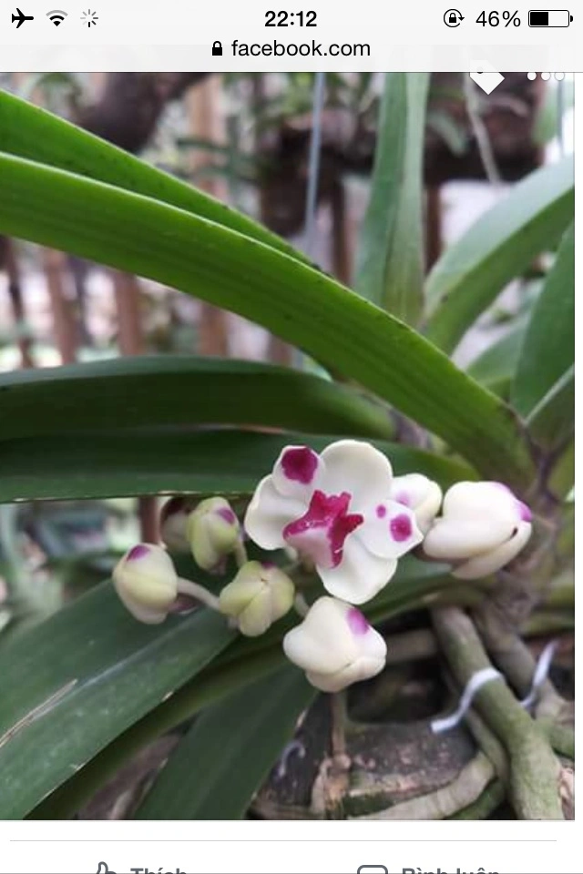 Nghinh Xuân nở tết