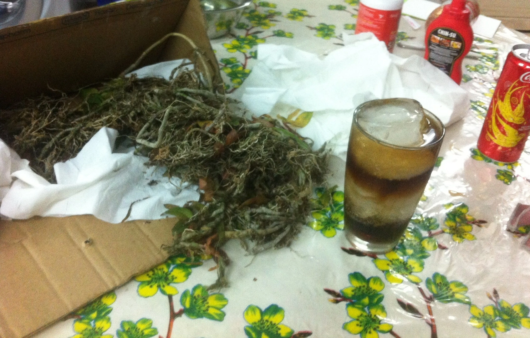 Những thân lan giả hạc Eahleo xinh đẹp .