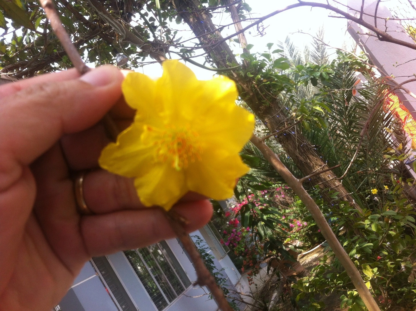 Một loại mai vàng mới ( lai giữa Mai Tứ Quý và Mai Vàng 5 Cánh )