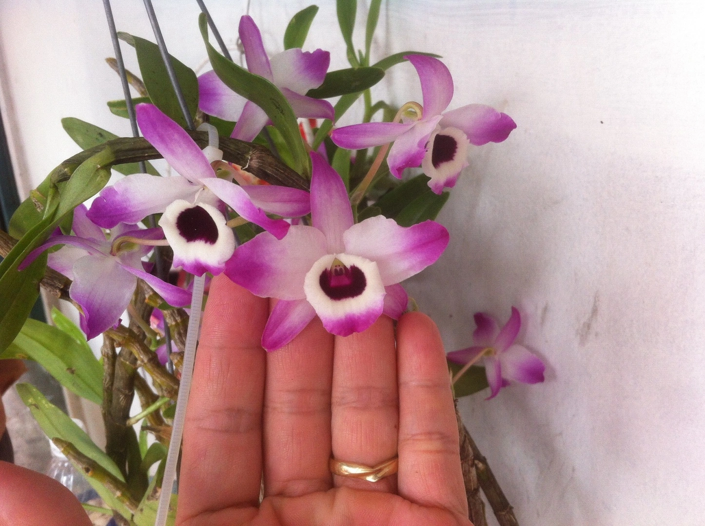 Lan Đùi Gà nở tết .