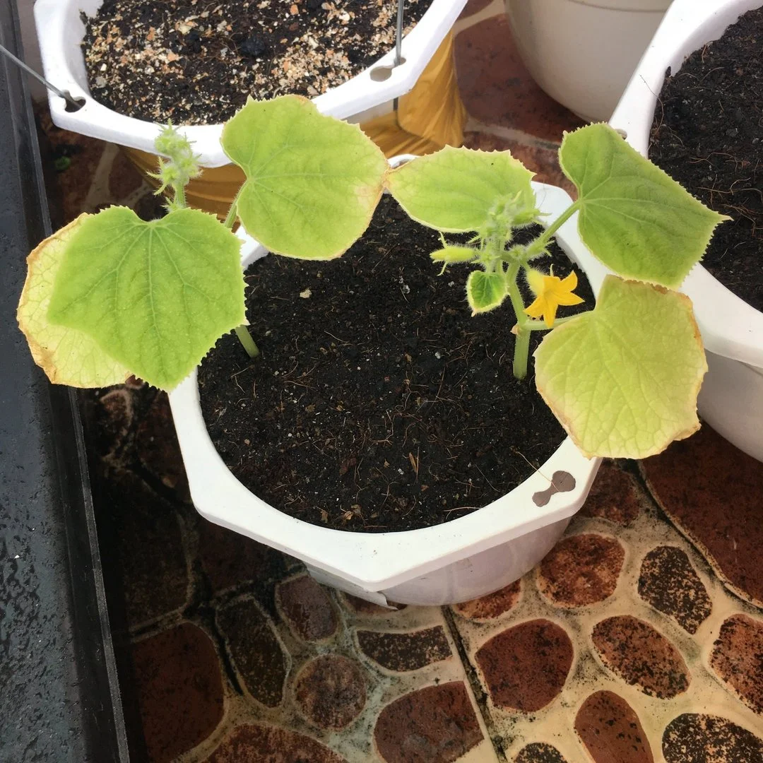 Cây dưa leo con vàng lá và cho hoa có bị bệnh ?