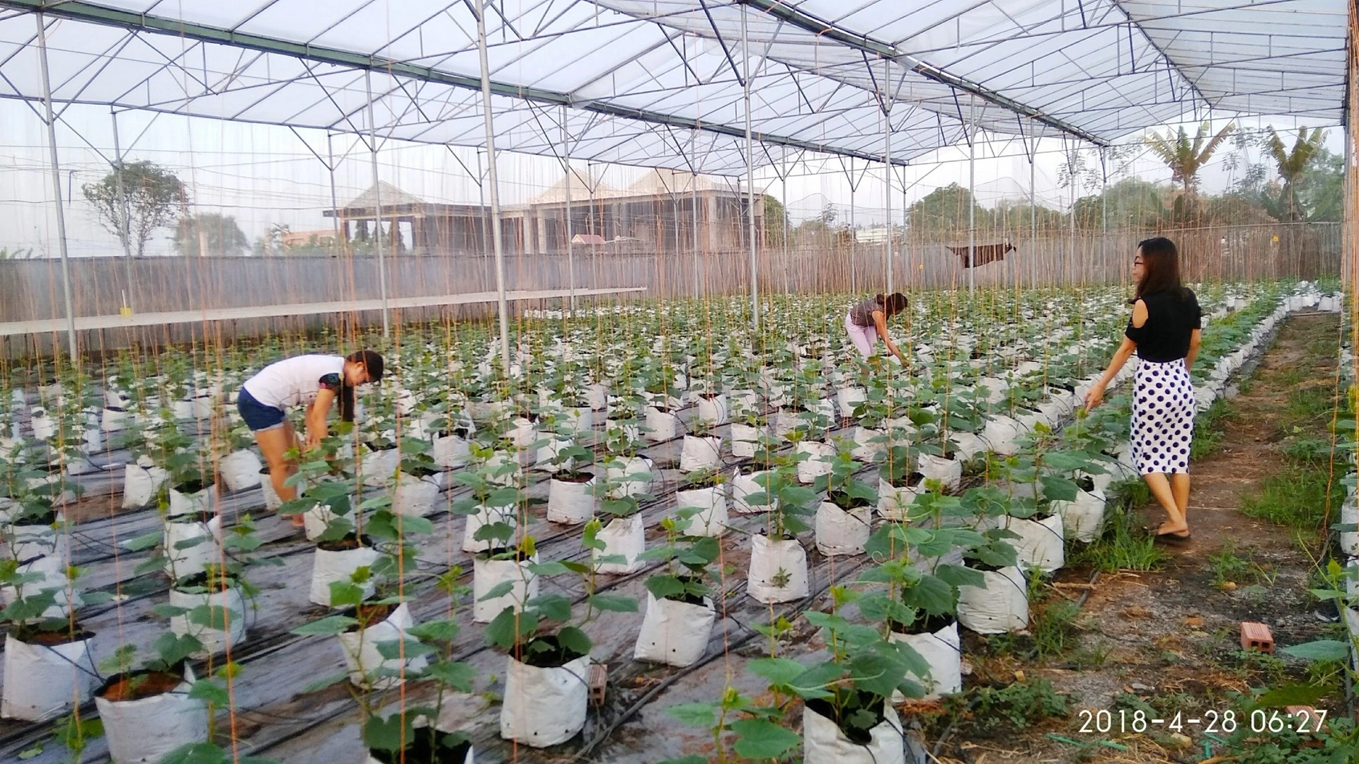 Xử lý giá thể mùn dừa trồng nhỏ giọt