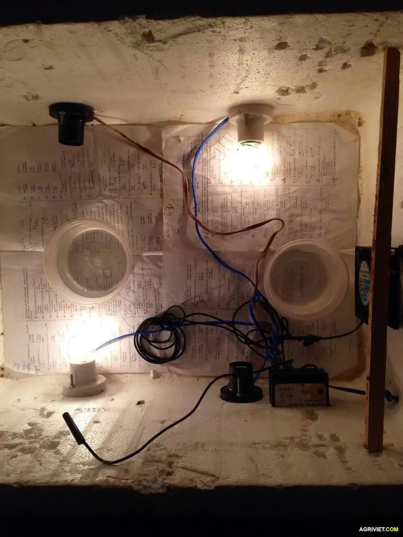 chia sẽ kinh nghiệm ấp trứng gà.