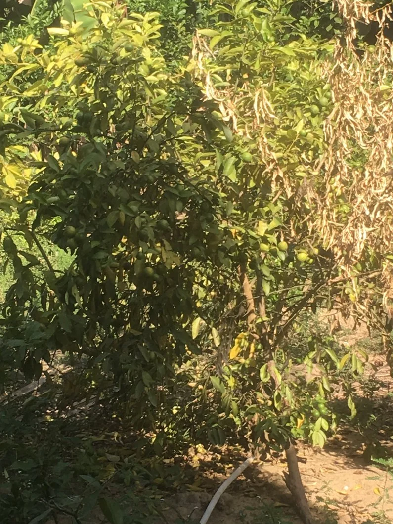 Cây chanh bị chết