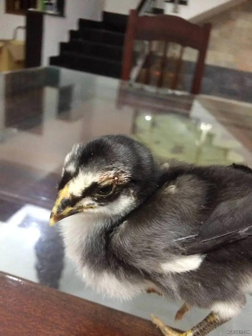 Gà viêm mí mắt như thế này là sao vậy ae?