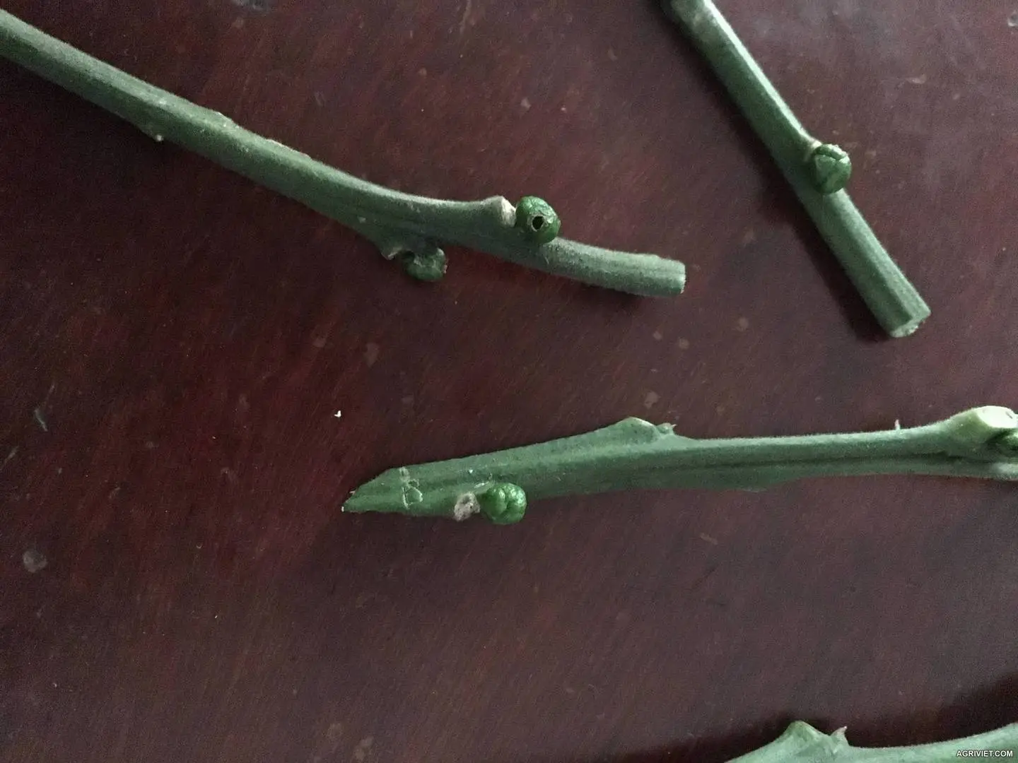 con gì đẻ trên cành bưởi ạ. Lạ lắm