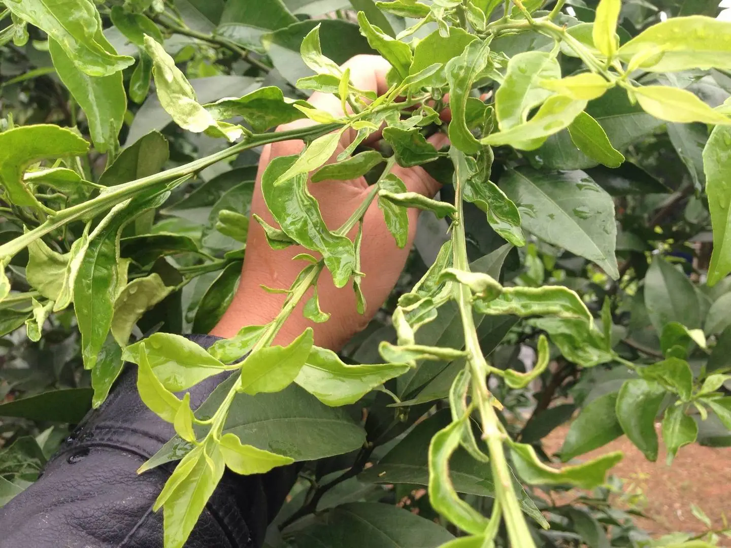 Sâu hại cây cam đường canh