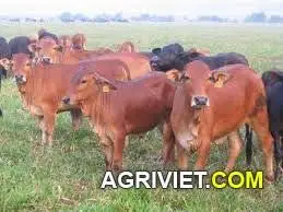 Khẩu phần thức ăn từng giai đoạn vỗ béo bò thịt