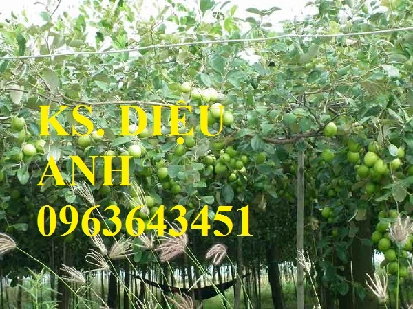 img-main-31082015114554-Táo Siêu Quả (PK1) 2.webp