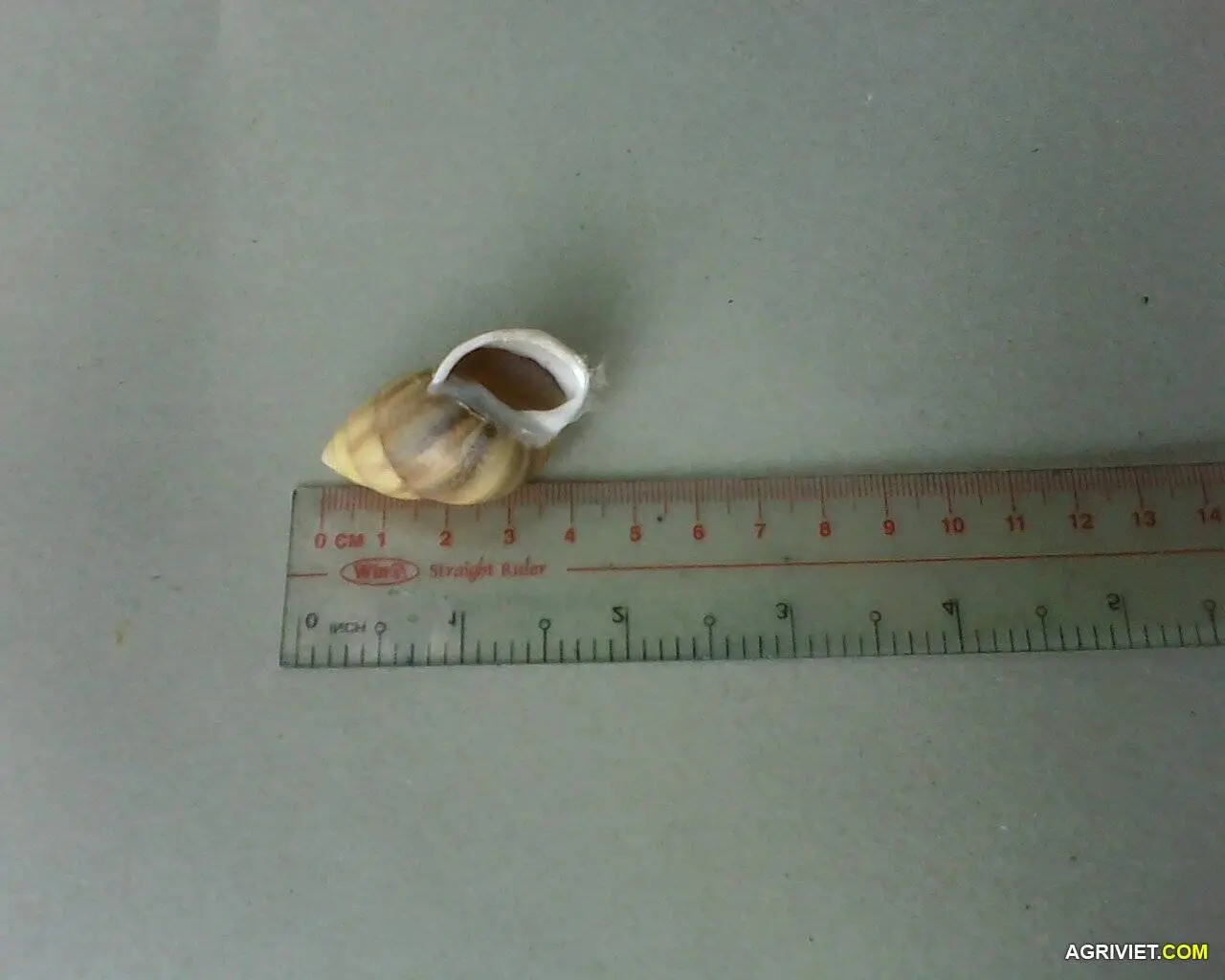 Ốc Vườn - Sưu tầm