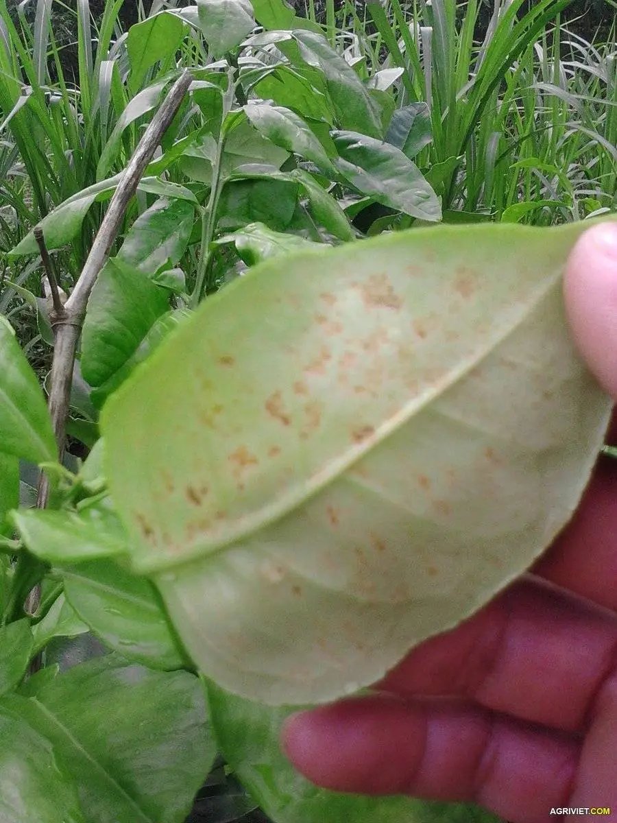 Bưởi em bị thế này là bệnh gì ạ?