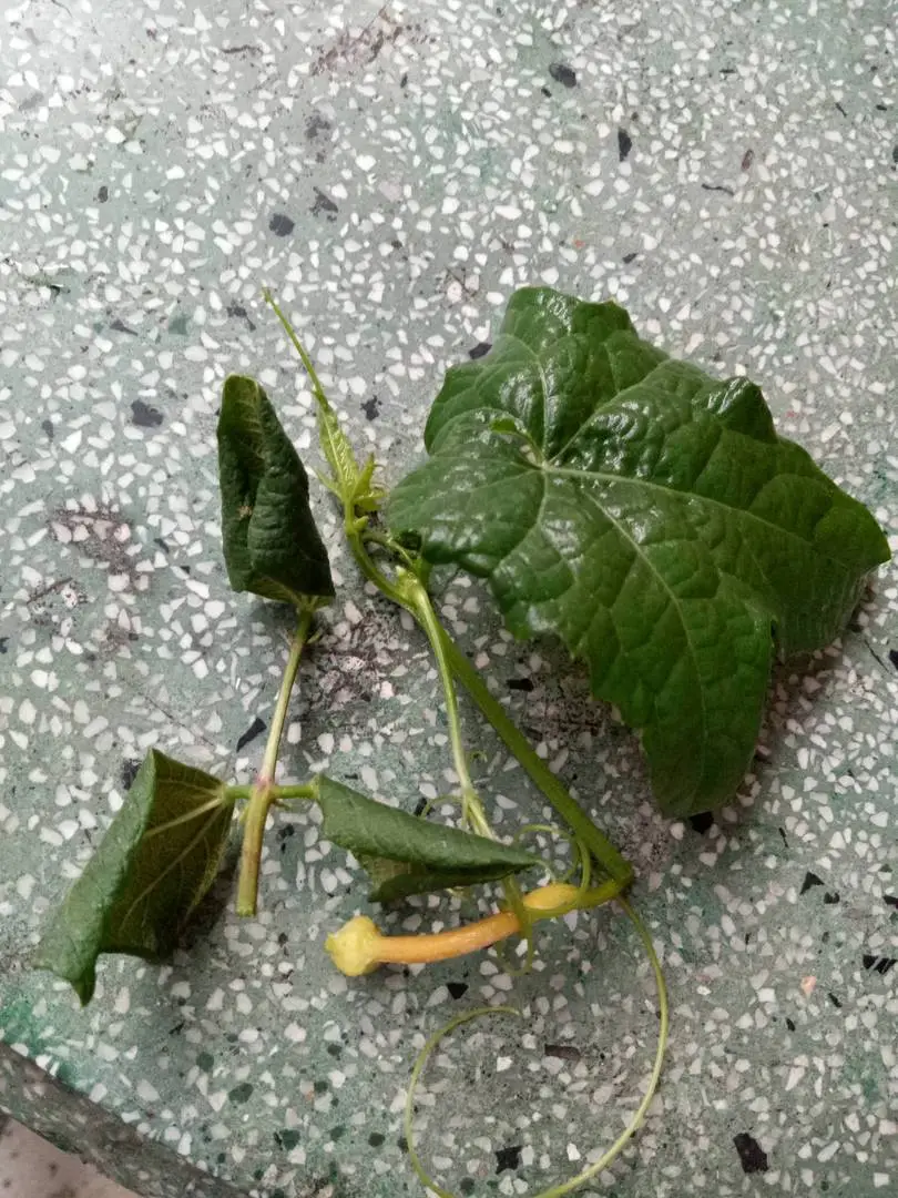 Xoăn lá cây đậu và cây mướp