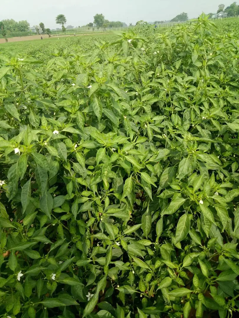 Ớt mình trồng bjo đang thời kỳ ra hoa. Nen bón phân va tưới nước  hok