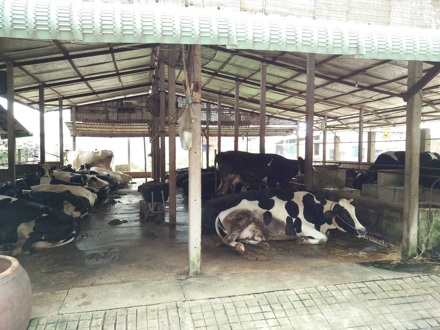 Tìm đầu ra cho sữa bò Hóc Môn