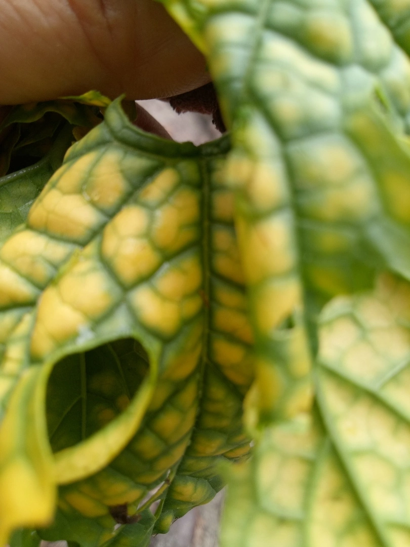 Nhờ cao nhân chỉ giúp em đây là bệnh gì