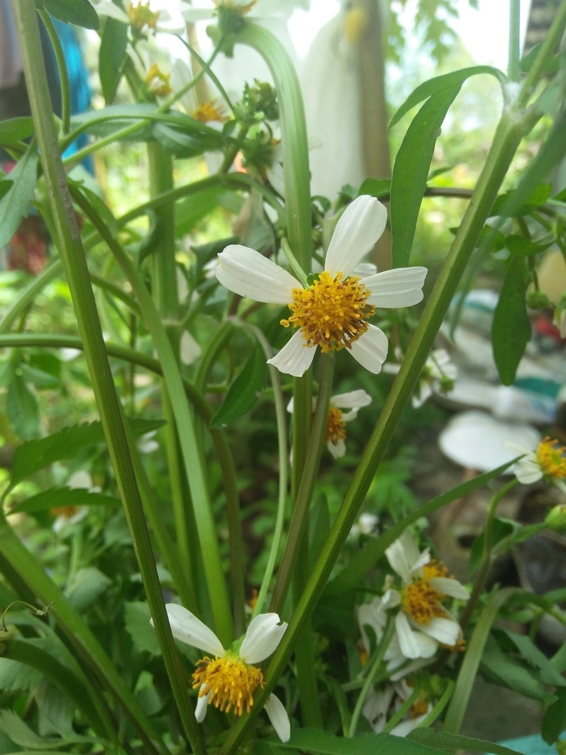 Có ai biết cây này cây gì và công dụng hì không v?