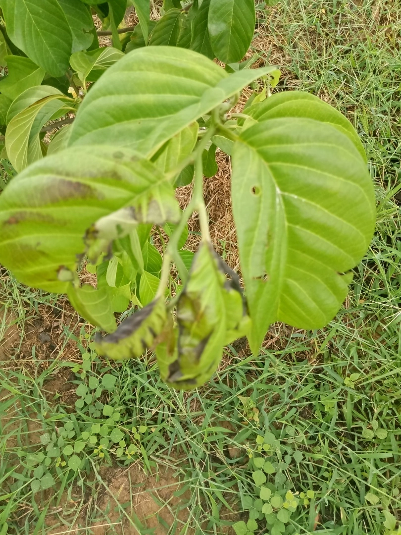 bệnh cây na thái